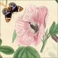 thumbnail image 1 of Hibiscus Poster Print by Louis van Houtte (12 x 12), 1 of 2