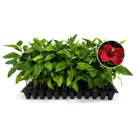 Hibiscus President Red 40 Live Plants Hibiscus Rosa-Sinensis Vibrant Red Blooms Tropical Garden Beauty Eye-Catching Flowering Shrub
