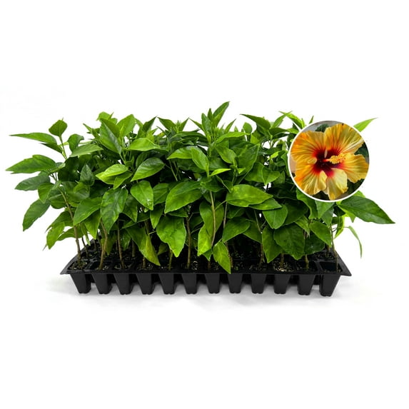 Hibiscus Red & Yellow 20 Live Plants Hibiscus Rosa-Sinensis Vibrant Blooms Garden Favorites
