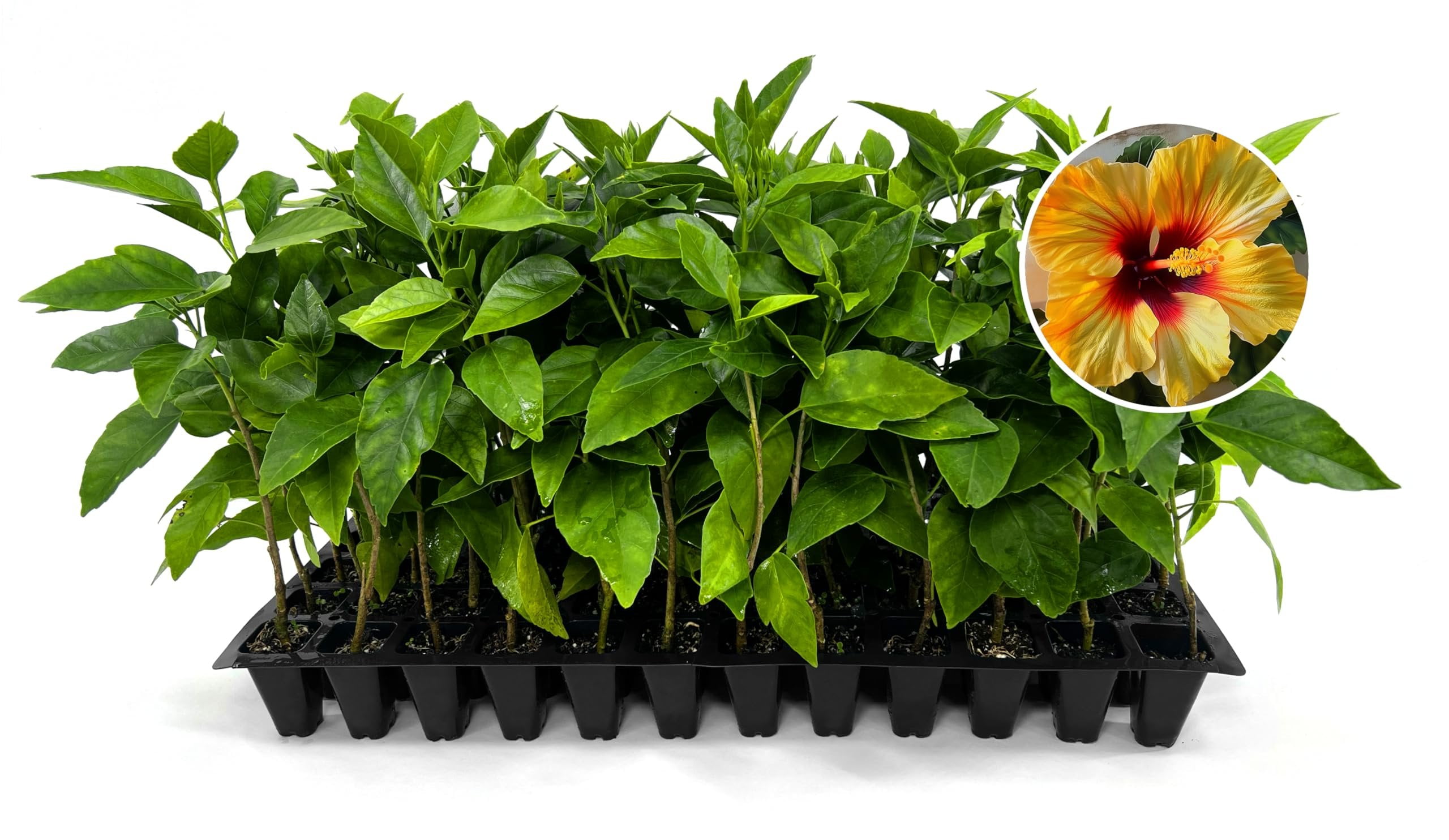Hibiscus Red & Yellow  3 Live Plants  Hibiscus Rosa-Sinensis  Vibrant Blooms  Garden Favorites