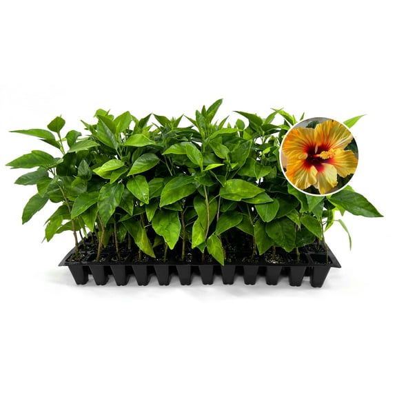 Hibiscus Red & Yellow 3 Live Plants Hibiscus Rosa-Sinensis Vibrant Blooms Garden Favorites