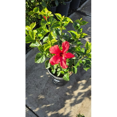 Hibiscus Rosa-sinensi Red on 5 gallon pot - Get similar