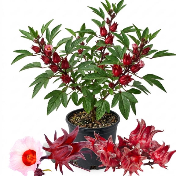 Hibiscus Sabdariffa Plant, Red Roselle Hibiscus Plant in 4 Inch Pot - Size 4 to 8 Inch Tall