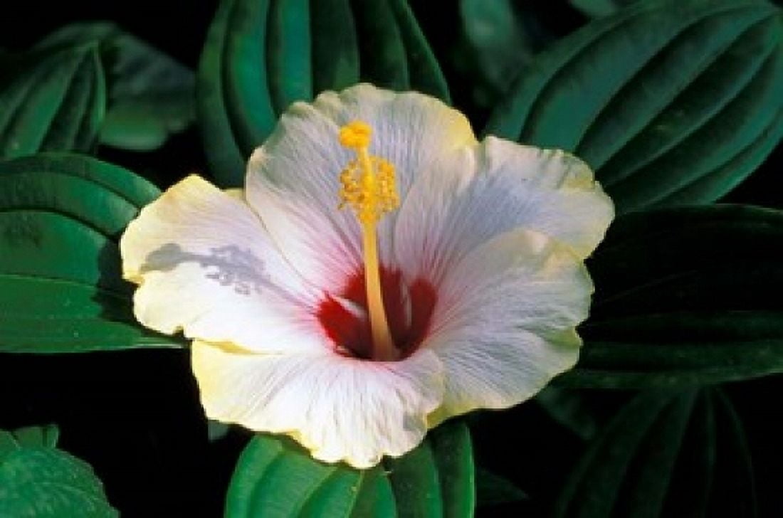 Hibiscus flower Bangkok Thailand Canvas Art - Russell Young DanitaDelimont (36 x 24)