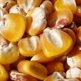 thumbnail image 1 of Hickory King Yellow Corn Seeds - 1/2 OZ ~26 Seeds - Non-GMO Heirloom Open Pollinated - Vegetable Gardening Seeds, 1 of 2