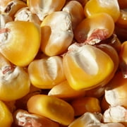 Hickory King Yellow Corn Seeds - 1/2 OZ 26 Seeds - Non-GMO Heirloom Open Pollinated - Vegetable Gardening Seeds
