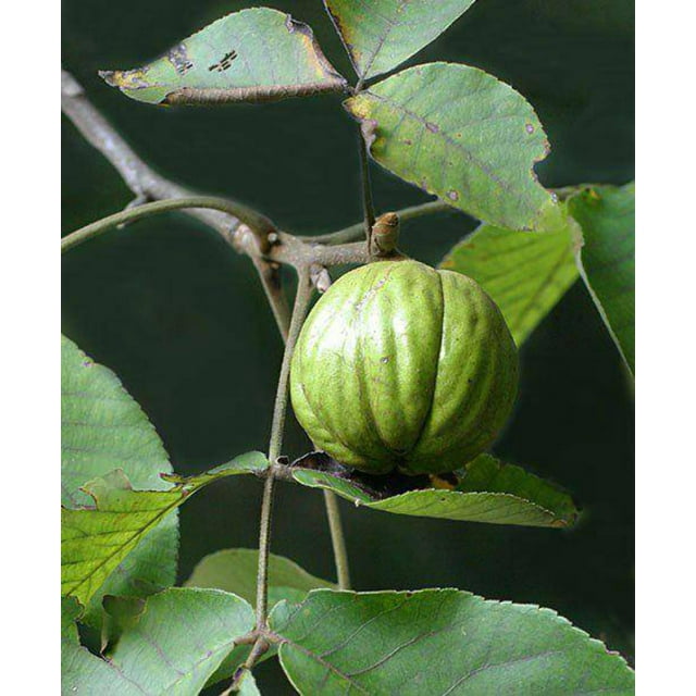 Hickory Tree Seedling (Shagbark)