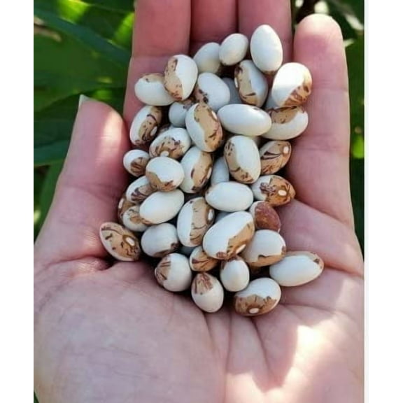 Hidatsa Shield Bean Seeds for Planting (20 Seeds)