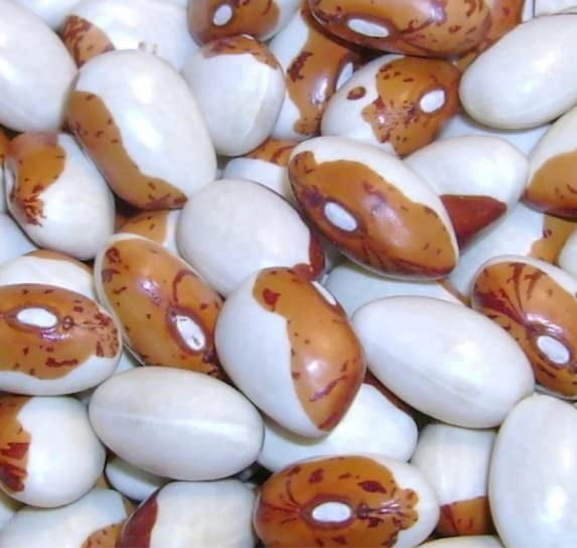 Hidatsa Shield Bean Seeds for Planting (30 Seeds) Delicious and Easy
