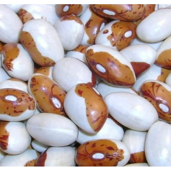 Hidatsa Shield Bean Seeds for Planting (30 Seeds) - Delicious and Easy to Grow