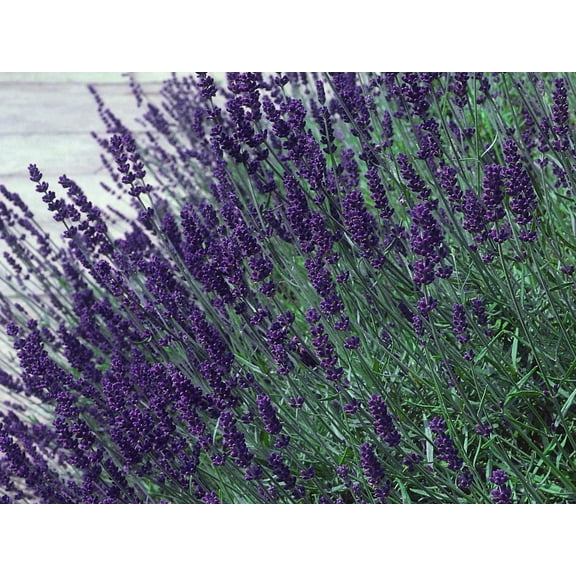 Hidcote Blue Lavender Herb - Calming - Quart Pot