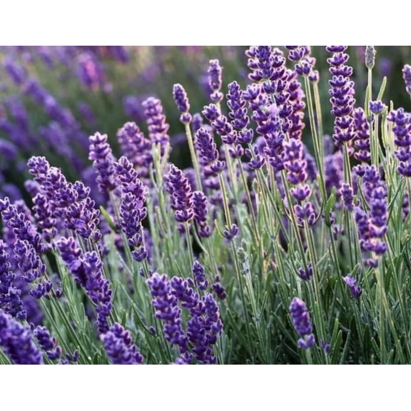 Hidcote Lavender | 10 Live Herb Plants  | Non-GMO, English Lavender Compact | Certified organic 10- 3.5 grower pot WHOLESALE