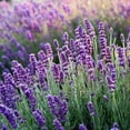 thumbnail image 1 of Hidcote Lavender | Two Live Herb Plants | Non-GMO, English Lavender, Compact, 1 of 10