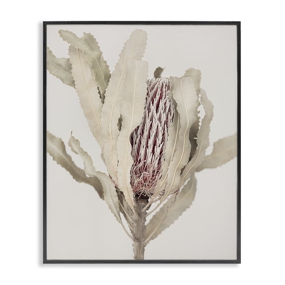 Stupell Industries Hidden Banksia Botanical Fronds Black Framed Giclee Art, design by Sisi and Seb