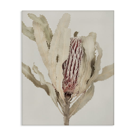 Stupell Industries Hidden Banksia Botanical Fronds Canvas Wall Art, design by Sisi and Seb