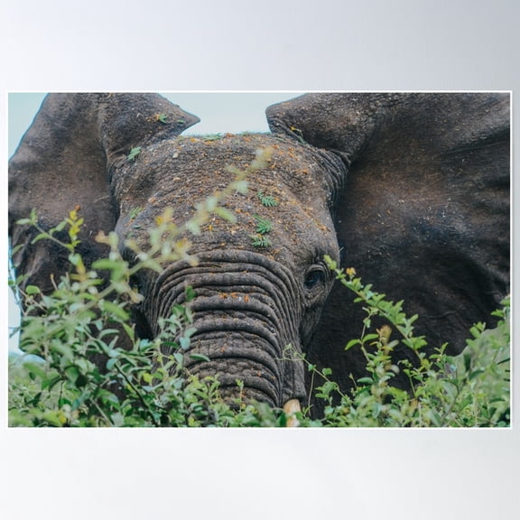 Hidden Elephant In Queens Elizabeth Poster Wall Art, Modern Wall Decor For Living Room Bedroom, 24x36 UNFRAMED