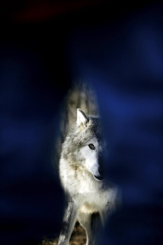 Hidden Image Of Wolf Canvas Art - Richard Wear Design Pics (11 x 17)
