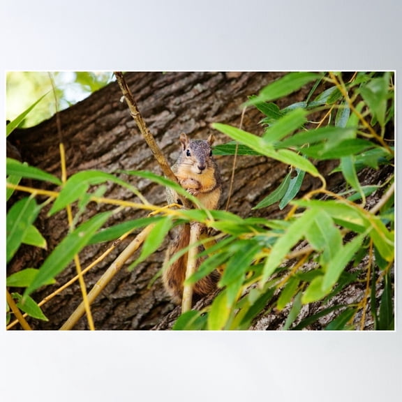 Hiding Squirrel Photography Print Poster Wall Art, Modern Wall Decor For Living Room Bedroom, 8x12 UNFRAMED