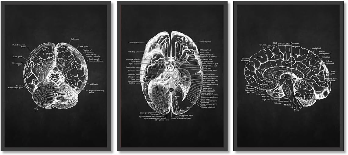 Hieng Vintage Brain Anatomy Print Medical School Wall Art Human Brain ...