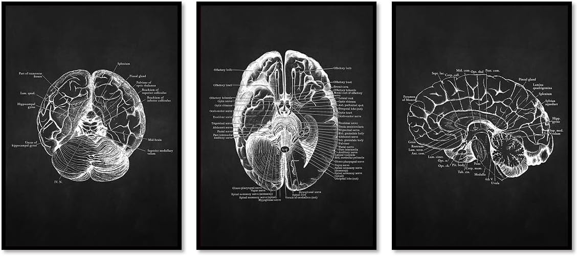 Hieng Vintage Brain Anatomy Print Medical School Wall Art Human Brain ...