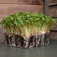 thumbnail image 1 of Hierloom Radish Seeds - Sparkler - 1 Oz - Non-GMO Vegetable Garden & Microgreens Seeds - Open Pollinated - Raphanus sativus, 1 of 4