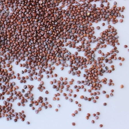 Hierloom Radish Seeds - Sparkler - 4 g Packet ~300 Seeds - Non-GMO Vegetable Garden & Microgreens Seeds - Open Pollinated - Raphanus sativus