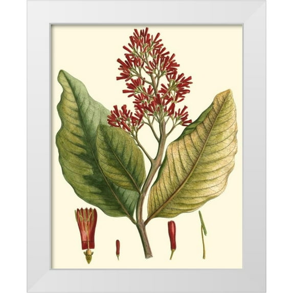 Hierseman 26x32 White Modern Wood Framed Museum Art Print Titled - Crimson Botanical II