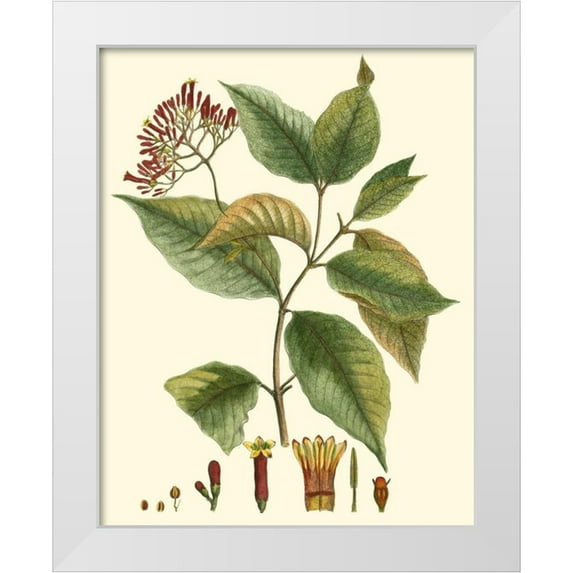 Hierseman 26x32 White Modern Wood Framed Museum Art Print Titled - Crimson Botanical I