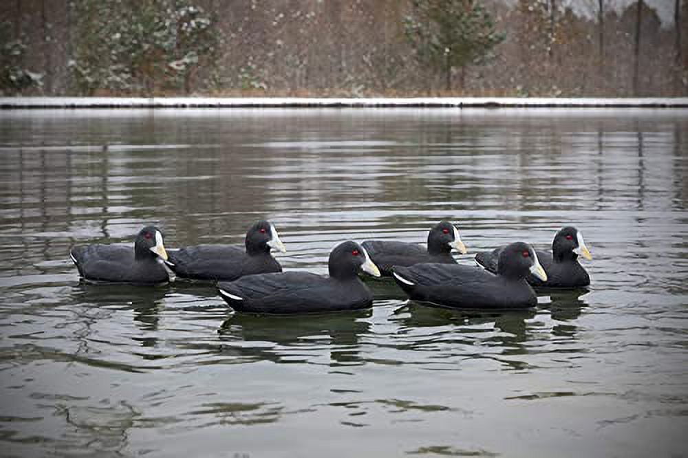 Higdon Outdoors Standard Coot Decoys, FoamFilled