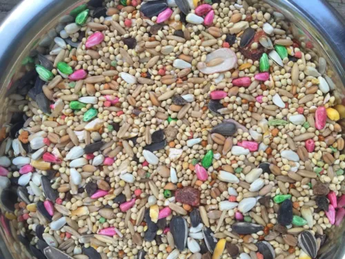 Higgins Dynasty Vita Cockatiel Fruits Seed Mix Millet Small Bird Food Quaker