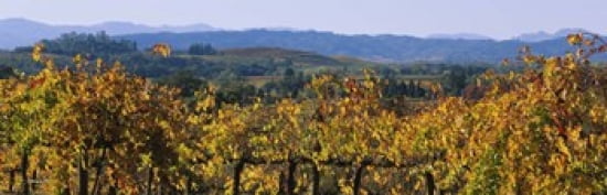 High Angle View Of A Field Alexander Valley Napa California USA Canvas Art - Panoramic Images (36 x 12)