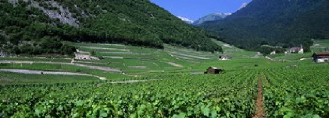 High Angle View Of A Vineyard Valais Switzerland Canvas Art - Panoramic Images (18 x 7)