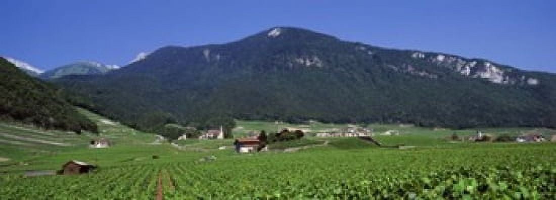 High Angle View Of A Vineyard Valais Switzerland Canvas Art - Panoramic Images (18 x 7)