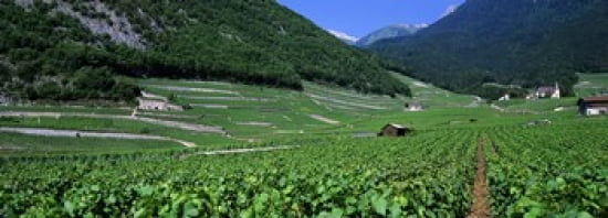 High Angle View Of A Vineyard Valais Switzerland Canvas Art - Panoramic Images (36 x 13)