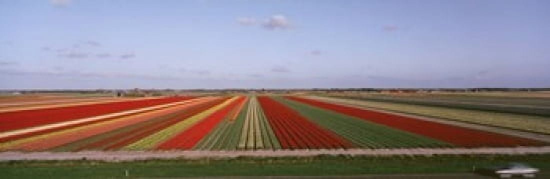 High Angle View Of Cultivated Flowers On A Field Holland Canvas Art - Panoramic Images (18 x 6)