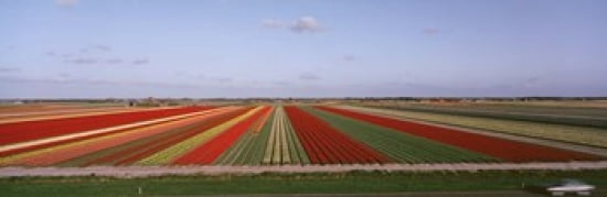 High Angle View Of Cultivated Flowers On A Field Holland Canvas Art - Panoramic Images (36 x 12)