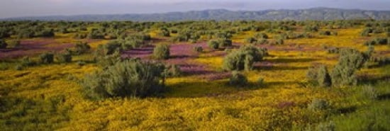 High Angle View Of Wildflowers In A Landscape Santa Rosa Sonoma Valley California USA Canvas Art - Panoramic Images (36 x 12)