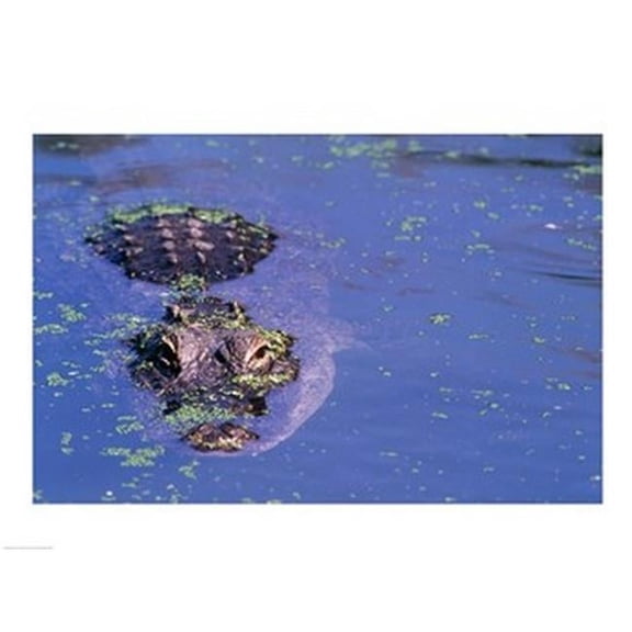 High Angle View of An American Alligator Swimming in A Pond Poster Print