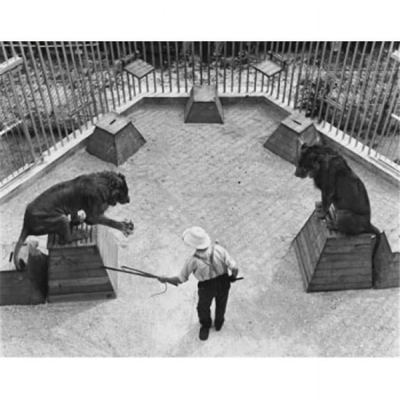 High Angle View of an Animal Trainer with Two Lions Performing in a Circus Poster Print - 18 x 24 in.