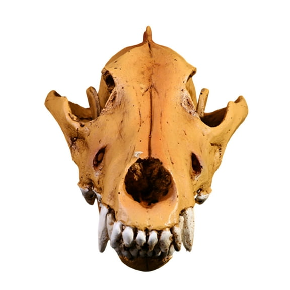 High Detail Resins Wolf Skull Replicas Decorative Piece Realistic Head Model for Study Room Interior Decors