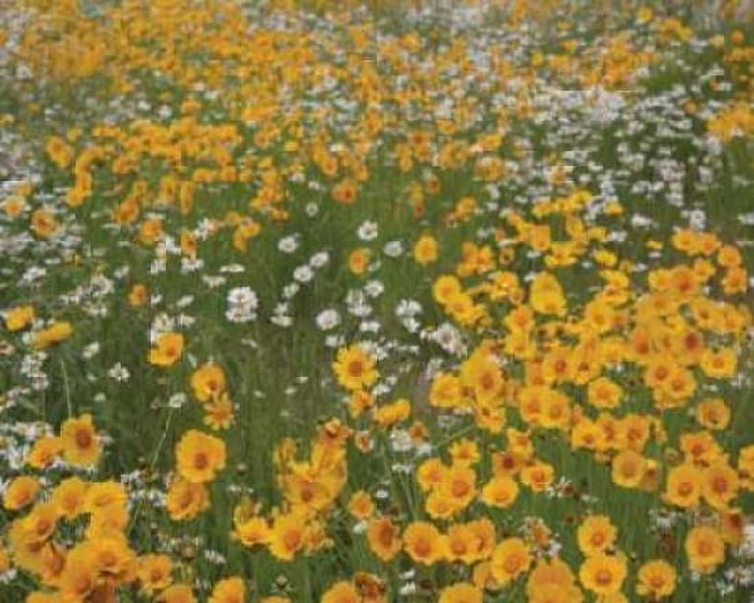 High Meadow I Canvas Art - Scott Larson (20 x 24)
