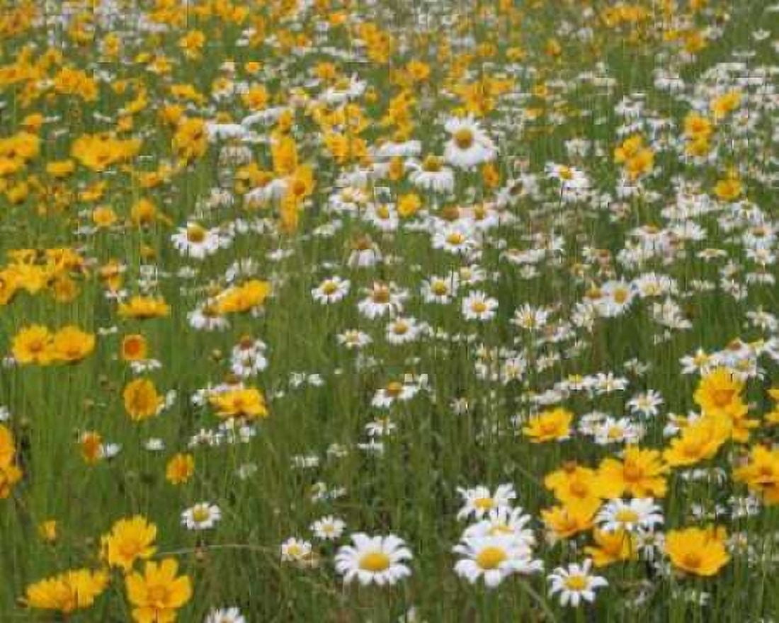 High Meadow II Canvas Art - Scott Larson (20 x 24)