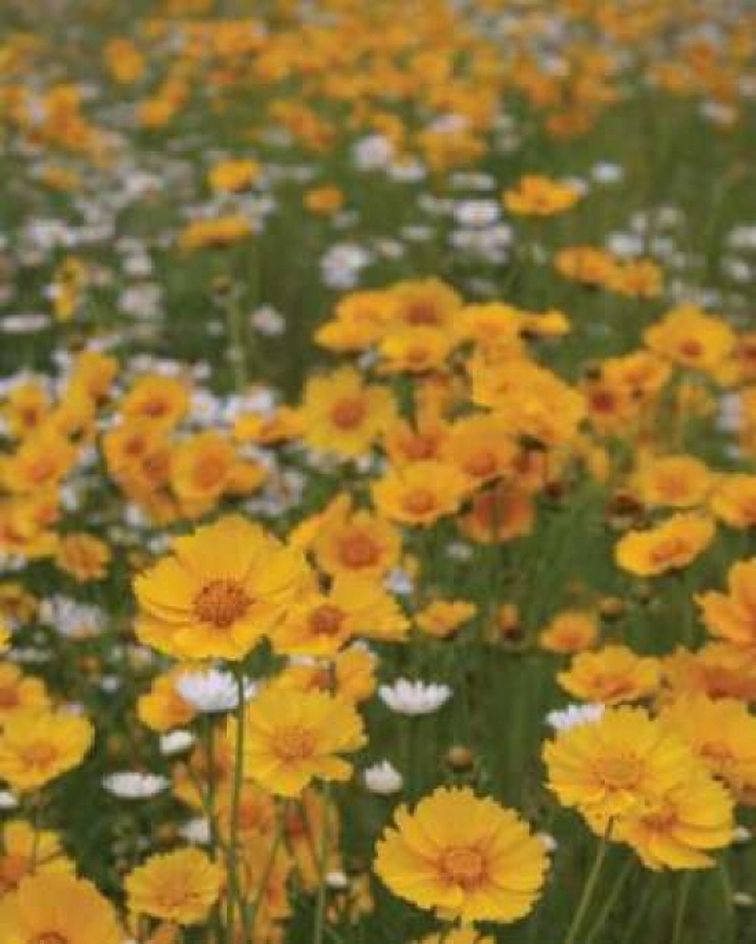 High Meadow III Canvas Art - Scott Larson (20 x 24)