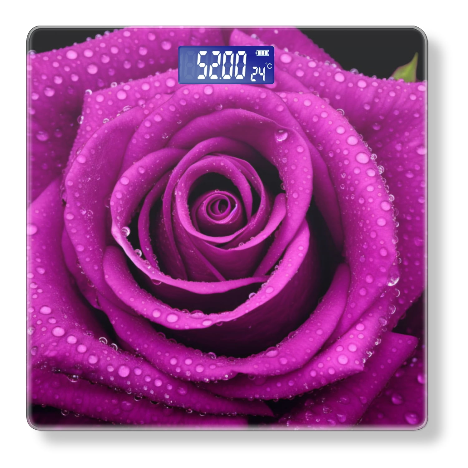 High Precision Body Weight Scale Smart Bathroom Scales with Large LCD Display(400lbs),Decorative for Bedroom-Purple Rose With Dew Drops Isolated On Black Background