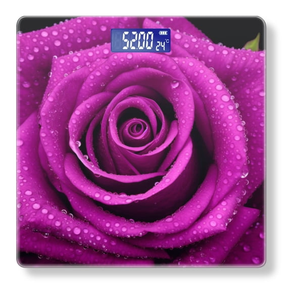 High Precision Body Weight Scale Smart Bathroom Scales with Large LCD Display(400lbs),Decorative for Bedroom-Purple Rose With Dew Drops Isolated On Black Background