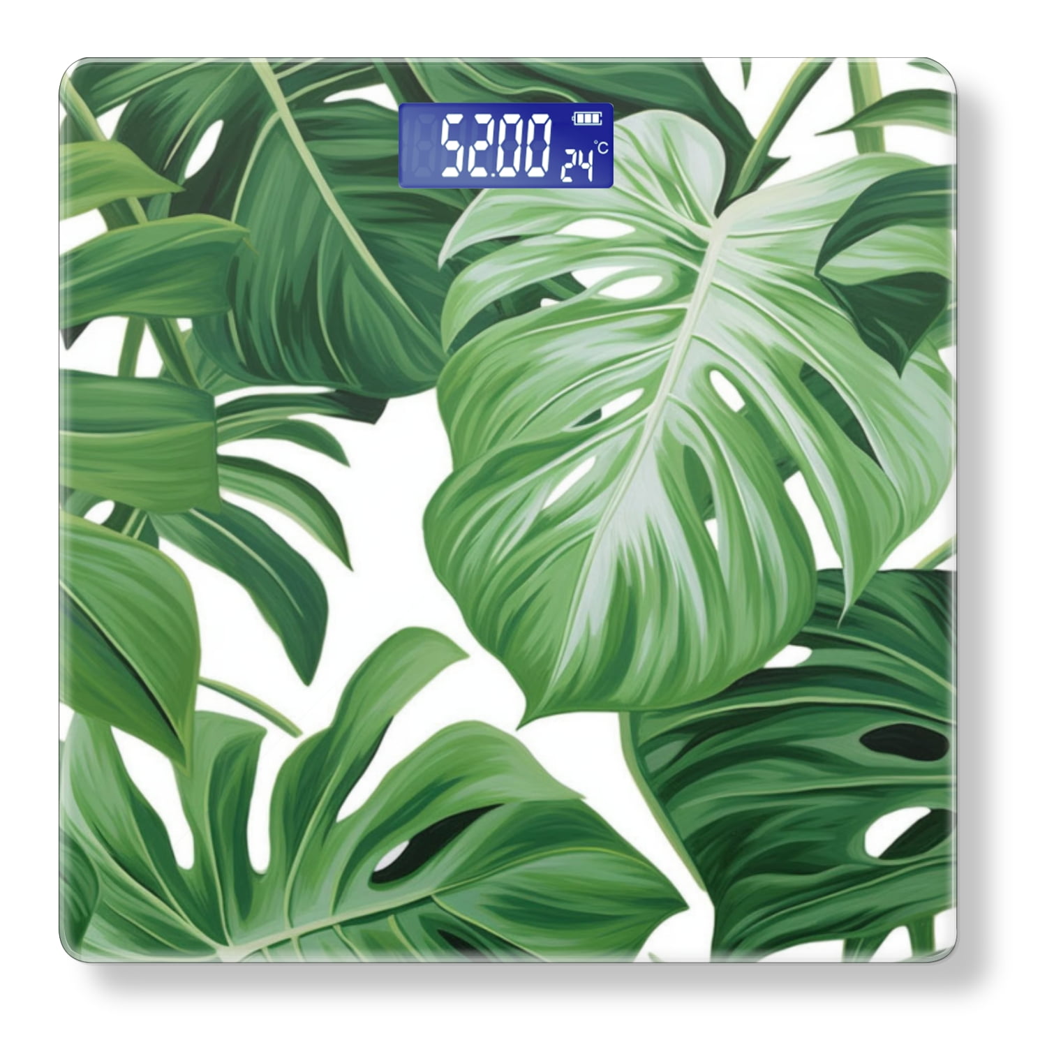 monstera zucht Monstera Pertusum (Fensterblatt) kaufen? | Alfredo