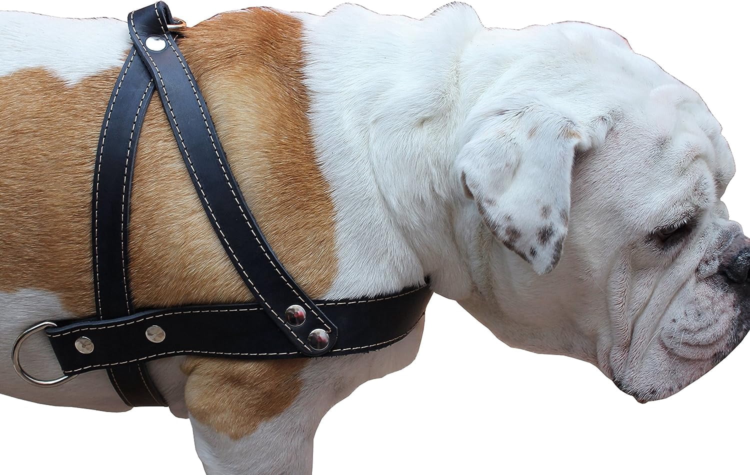 High Quality Genuine Black Leather Dog Pulling Walking Harness Large. 31"-35" Chest, 1.5" Wide Straps