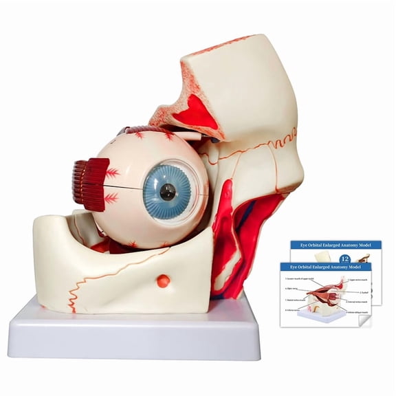 High Quality Human Eye Anatomy Model 3 Times Enlarged for Science Education