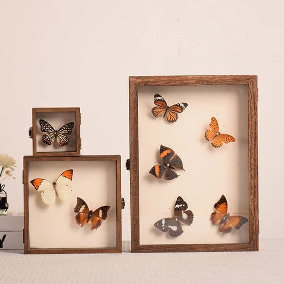 High-Visibility Display Box Large Insect Shadow Box Wood Construction Multiple Sizes Smooth Edge Insect Specimens Storage Display Case