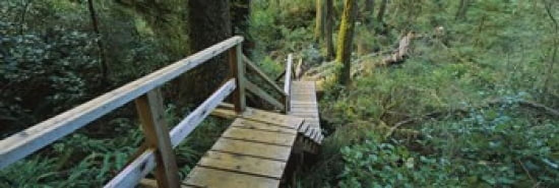 High angle view of an elevated wooden path passing through forest Pacific Rim National Park Reserve British Columbia Canada Canvas Art - Panoramic Images (18 x 6)
